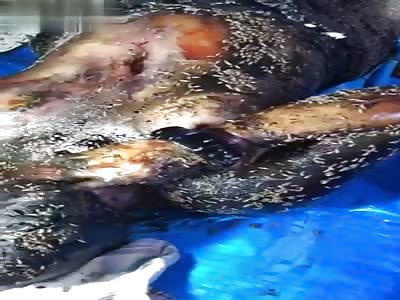 Coroners Document The Maggot Infested Decomposing Corpse