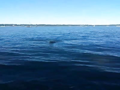 Dog Saves A Baby Deer From Drowning