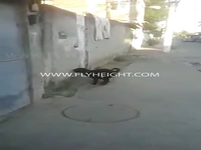 Dog Caught On Video Self-Pleasuring Itself...