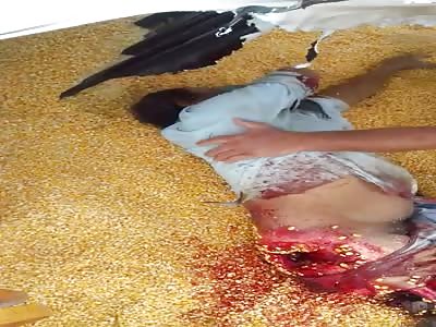 Agricultural machine accident