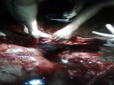 Animal Behavior: Brutal man has brain and eyes plucked