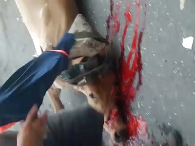 Accident with biker and cow