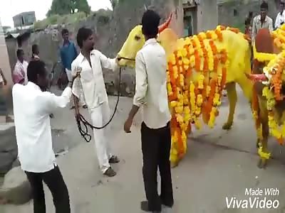 Does bull hate drunkards?