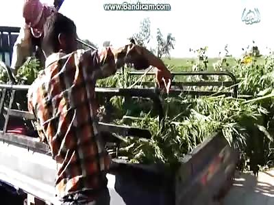 LOL in a new video isis they burn several marijuana feet