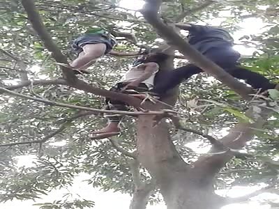 Depressed man Commits Suicide on the tree 