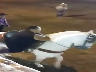 Accident with Woman : woman crushed by horse