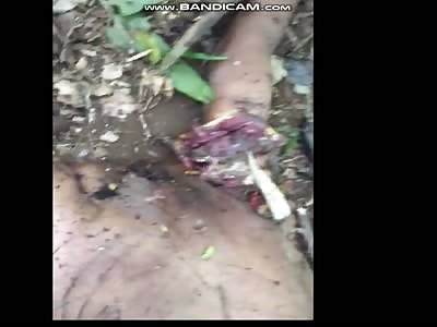 Man brutall killed by tiger