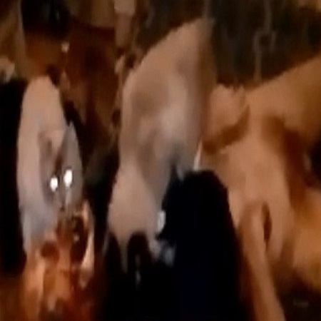 Cats Found Eating Woman Corpse