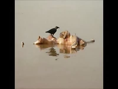 ganges river bodies 2