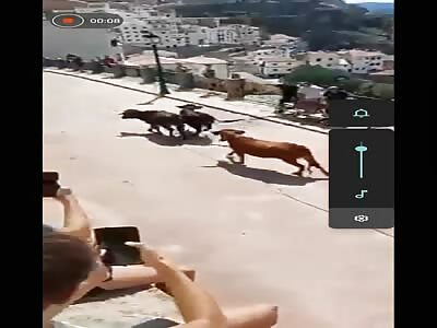 Villahermosa del Río's bull run 