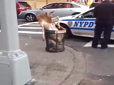 Somebody  Shot And Killed A Deer, Then Threw It In The Trash