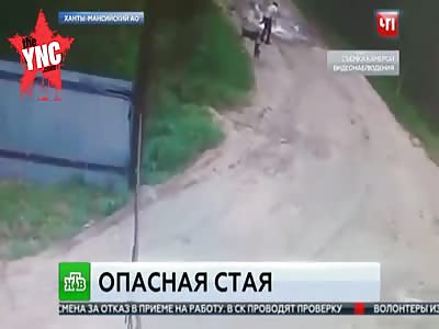 12 dogs kill a  man in Russia 