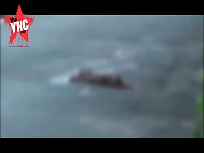 sad a dog was run over and died lots of dogs come to pay there respect next to the dead dog 