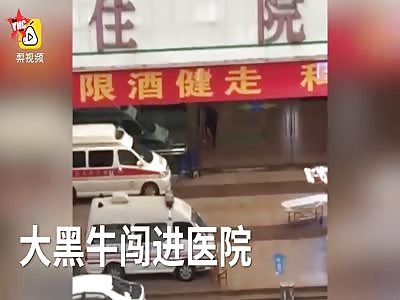 some how a big black bull ended up in a hospital