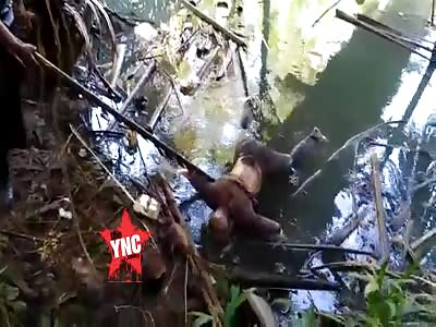 The discovery of a body  in the jungle river 