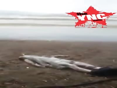 refugee washed up on the beach in Algeria 