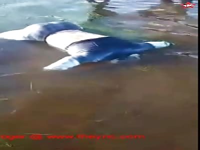 The discovery of a  headless body in Tunisia