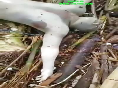 The dead body of 26 year old Nur Wahyudi Was discovered in Tulungagung