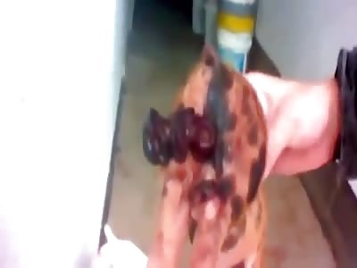 Poor animals ðŸ“