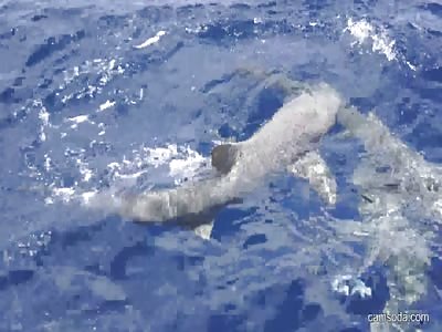 Shark bites sexy girl in cage