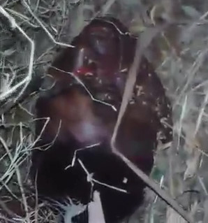 Another HEADLESS Found in Brazil