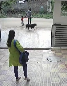 5-Year-Old Boy's Condition Serious After Dog Attacks Him