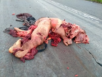 Dinner's ready Guys! ROAD PIZZA