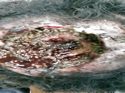 Worms inside the head!