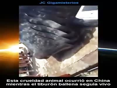 Cut whale shark while a live