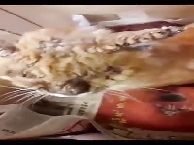 Strong infection in cat's skin