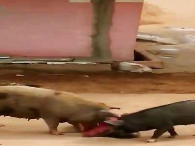 60 Year old Woman is Attacked by 2 Stray Pigs