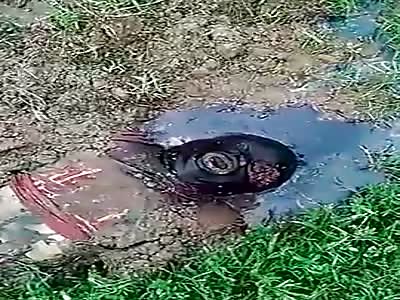 Decomposed and Bloated Bodies Found in a Swamp 