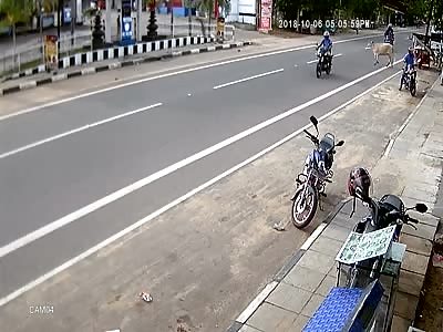 Cow Causes accident