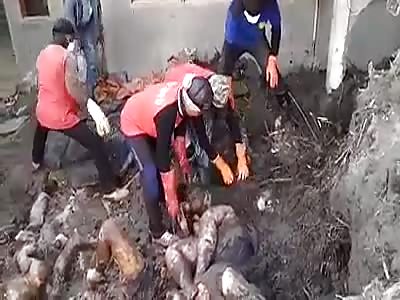 Tsunami Corpses Pulled out the Ground