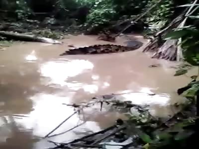 Crocodile Eats Human Corpse (Full)