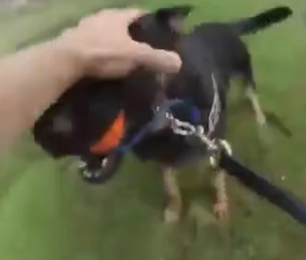 Bodycam Show Seattle Police K9 knock down suspicious theft