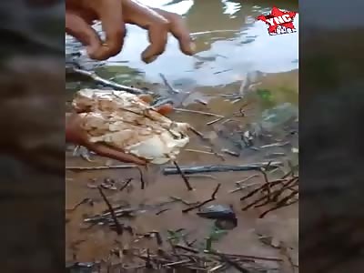 The rest of a woman devoured by crocodile