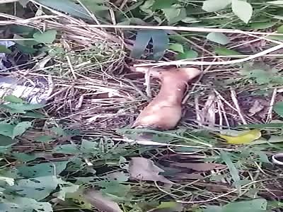 Body of a dismembered woman found