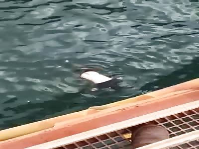 Wtf, body without life floating in water