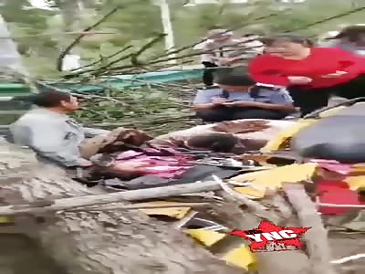 Fatal accident the little girl dies crushed by the tree