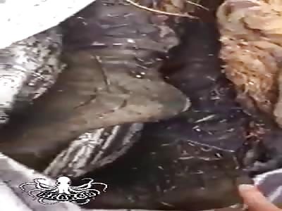 shocking, found body in a rotten state