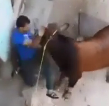 Humans Make Good Toys for Cows