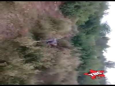 Feeding Jungle Flies...