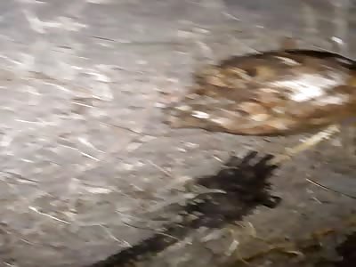 They find corpse made skeleton