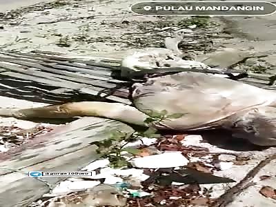 Finding of a body in a state of putrefaction