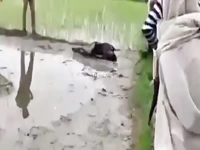 Murder of the young dalit Nagendra Kumar