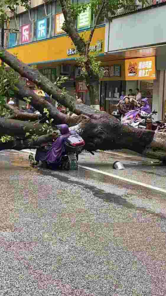 Man crushed to death by tree
