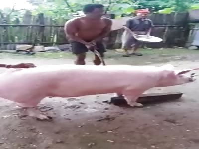 Beheading a pig head