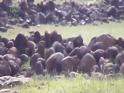 Snipers of the islamic state (2)