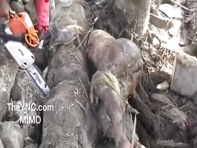 corpse under a heavy trunk has to be cut with chain saw